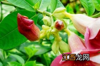 紫蝉花如何过冬 紫蝉花