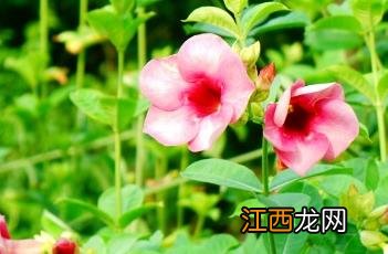 紫蝉花如何过冬 紫蝉花