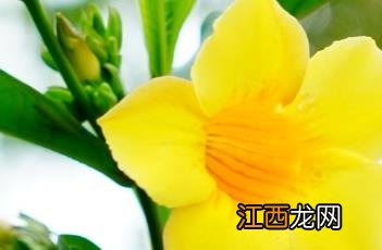 硬枝黄蝉 硬枝黄蝉花期