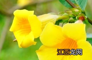 硬枝黄蝉 硬枝黄蝉花期