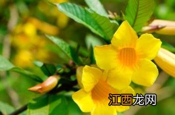 硬枝黄蝉 硬枝黄蝉花期