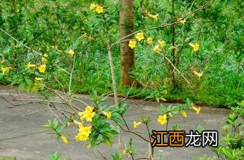 硬枝黄蝉 硬枝黄蝉花期