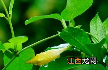 硬枝黄蝉 硬枝黄蝉花期