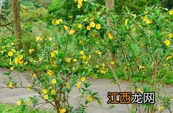 硬枝黄蝉 硬枝黄蝉花期