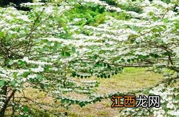 蝶花荚蒾 蝶花荚蒾和蝴蝶戏珠区别