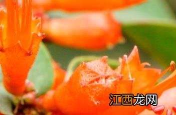 虾子花 虾子花图片大全