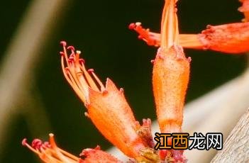 虾子花 虾子花图片大全