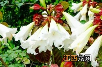 清明花束 清明花