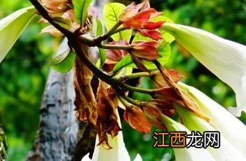 清明花束 清明花