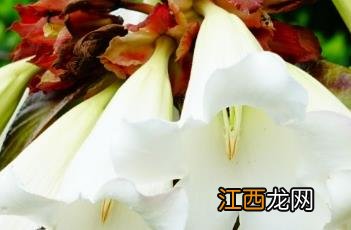 清明花束 清明花