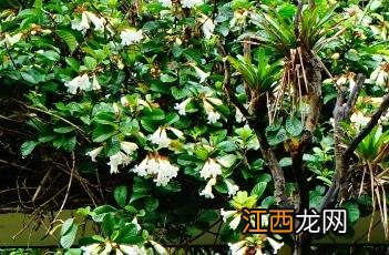 清明花束 清明花