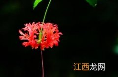 吊灯扶桑 吊灯扶桑花的花语