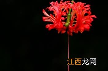 吊灯扶桑 吊灯扶桑花的花语