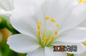 露薇花是一年生还是多年生 露薇花