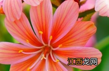 露薇花是一年生还是多年生 露薇花