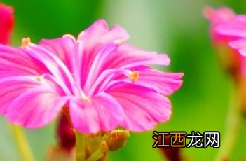 露薇花是一年生还是多年生 露薇花