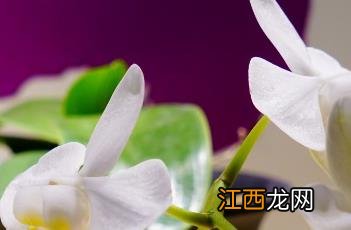 美丽蝴蝶兰的传说 美丽蝴蝶兰
