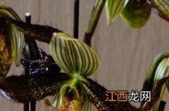 彩云兜兰开花视频 彩云兜兰