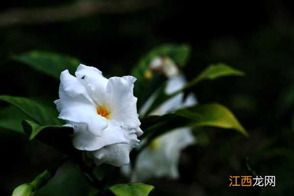 狗牙花像狗牙吗，唯美狗牙花图片欣赏