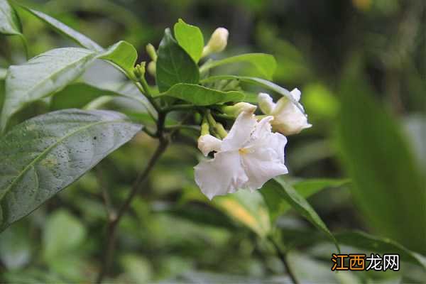 狗牙花像狗牙吗，唯美狗牙花图片欣赏