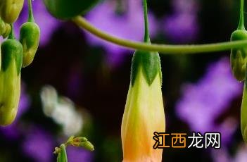 垂钓宫灯长寿花 钓鱼竿宫灯长寿花