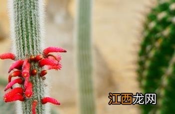 银城 银城康养养老服务有限公司