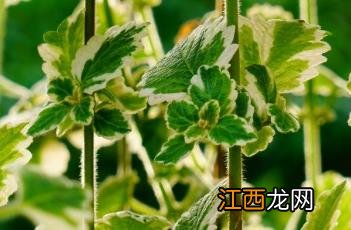 香妃草 香妃草莓