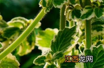 香妃草 香妃草莓