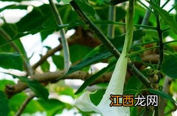 白花曼陀罗 曼陀罗花图片