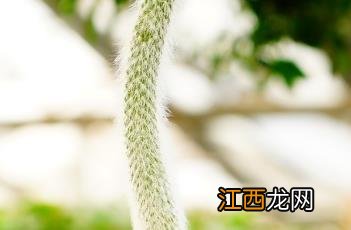 猴尾柱 九尾狐多肉和猴尾柱的区别