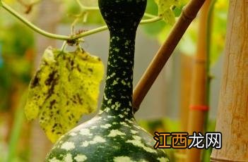 天鹅葫芦造型的绑法 天鹅葫芦