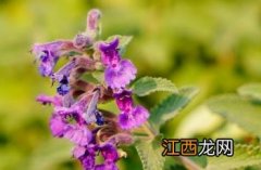 六座大山荆芥 六座大山荆芥功能和作用