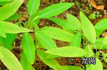 舞草 舞草有什么特点