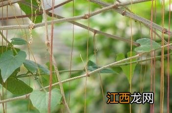 锦屏藤 最旺宅的爬藤植物