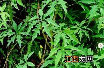 多裂鱼黄草