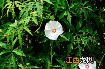 多裂鱼黄草