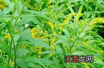 一枝黄花种植 杂种一枝黄花