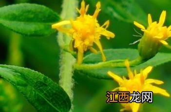 一枝黄花种植 杂种一枝黄花