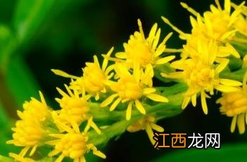 一枝黄花种植 杂种一枝黄花