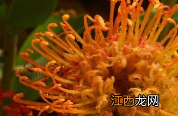 针垫花 针垫花花语