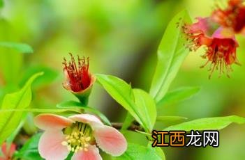 皱皮木瓜 皱皮木瓜泡酒的功效和作用