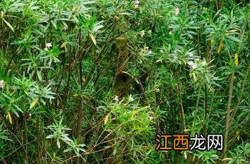 粉花夹竹桃价格 粉花夹竹桃