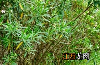 粉花夹竹桃价格 粉花夹竹桃