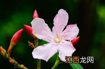 粉花夹竹桃价格 粉花夹竹桃