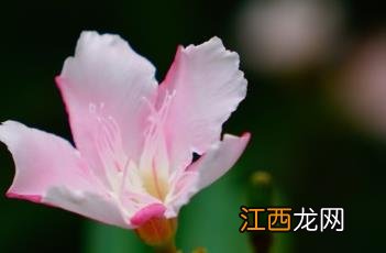 粉花夹竹桃价格 粉花夹竹桃