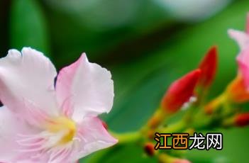 粉花夹竹桃价格 粉花夹竹桃