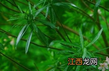 粉花夹竹桃价格 粉花夹竹桃