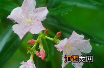 粉花夹竹桃价格 粉花夹竹桃