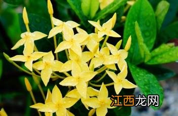 黄色龙船花 黄花龙船花