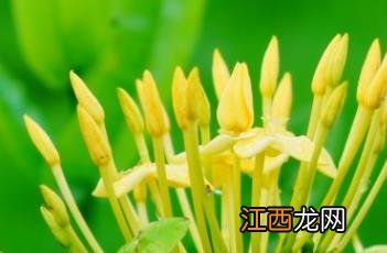 黄色龙船花 黄花龙船花